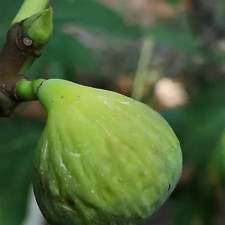 Apartamento Jagoda Lastovo