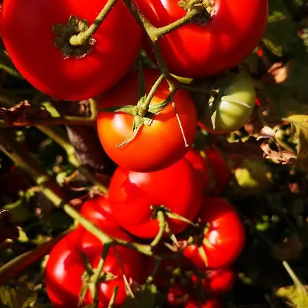 Jagoda Apartamento Lastovo