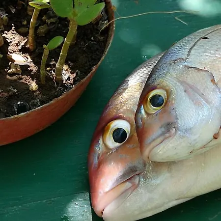 Apartamento Jagoda *