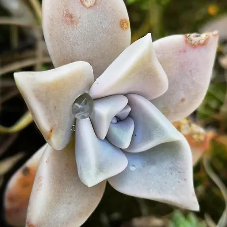 Jagoda アパート *