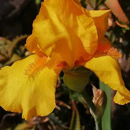 Jagoda Appartamento *