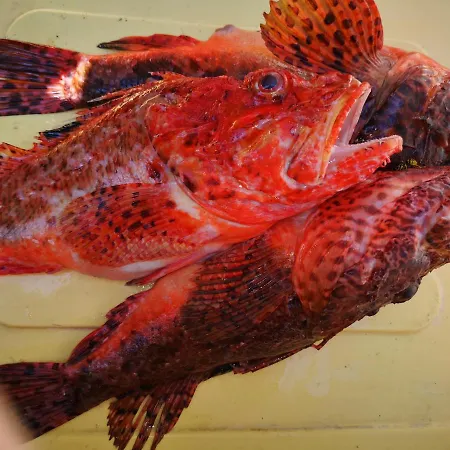 Appartamento Jagoda Lastovo