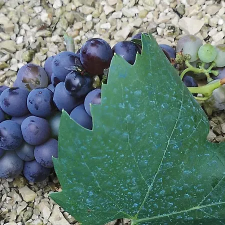 アパート Jagoda *