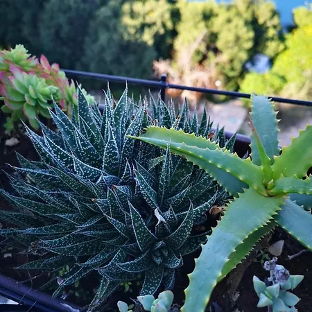 アパート Jagoda Lastovo