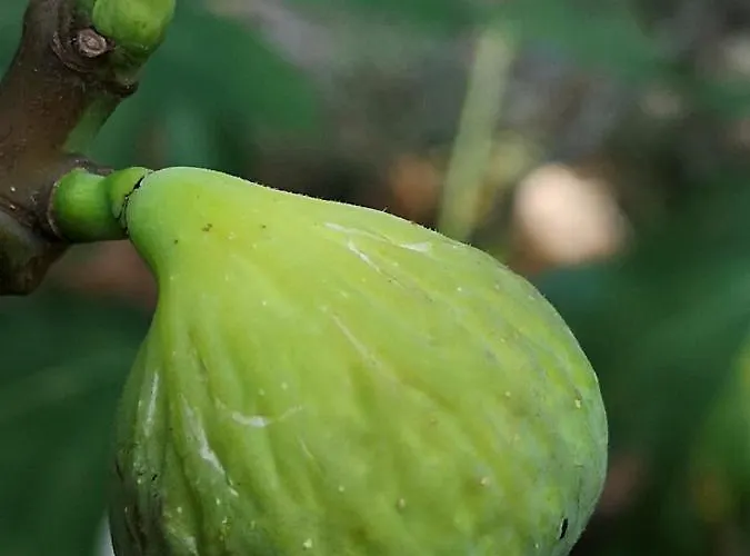 Apartment Jagoda Lastovo