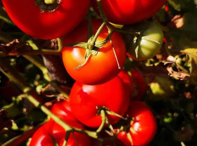 Jagoda 公寓 Lastovo