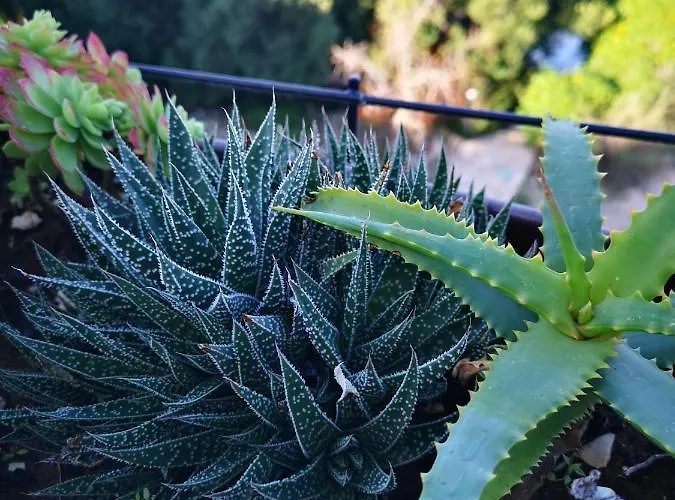 公寓 Jagoda Lastovo